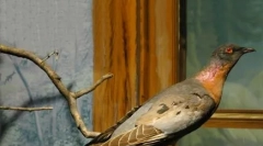 Животни наведени во црна книга: 25 изумрени видови