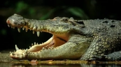 Live fossils: 10 антички животни кои живеат во нашето време