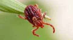 Животниот циклус и развој на ixodic tings