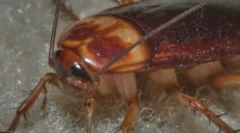 Животен циклус и развој на лебарки