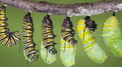 Инсекти за животниот циклус