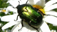 Буба бронзени златни