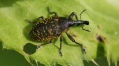 Zhuk weevil: опис, видови и начин на живот