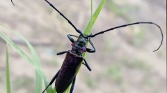 Beetle woodcossum