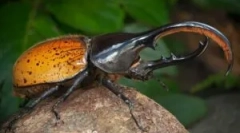 Beetle hercules: опис и начин на живот