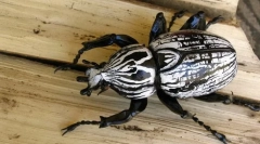 Жук-голијат