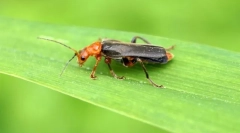 Пена извор буба