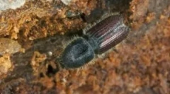 Coroed beetle: опис, видови и начин на живот