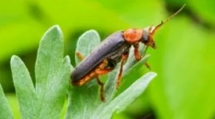 Fireman beetle: опис и начин на живот