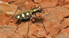 Буба скакун