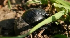 Zhka поток: опис и начин на живот