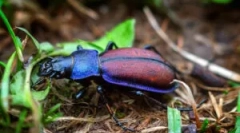 Буба на ливадата: опис и начин на живот