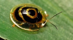 Буба - златна желка