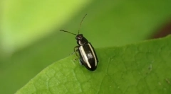 Бубачки, или тешки