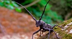 Beetsles uacachi: видови и штета