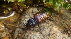 Груба на лопата