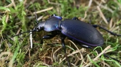 Унгарски зафат