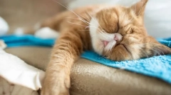 Зима hibern мачки