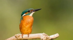 Шерфист. Семејство на птици