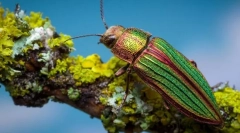 Зелените сјајни четинари