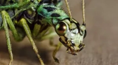 Zlatprace или зелени midges дома