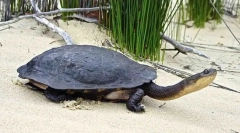 Снуин-слободна желка