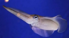 Вредноста на мекотели во природата и животот на една личност