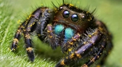 Вредноста на spooform