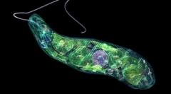 Значењето на наједноставниот по природа и живот на едно лице