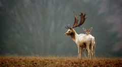 Вредноста на живите организми во природата