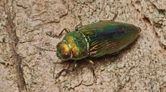 Златна златна