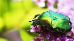 Златен брон