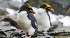 Golotoppins пингвин