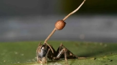 Зомби печурки се покажа дека е многу поопасна од научниците веруваат