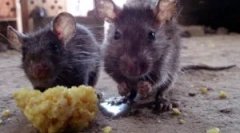 Звучи скриени глодари